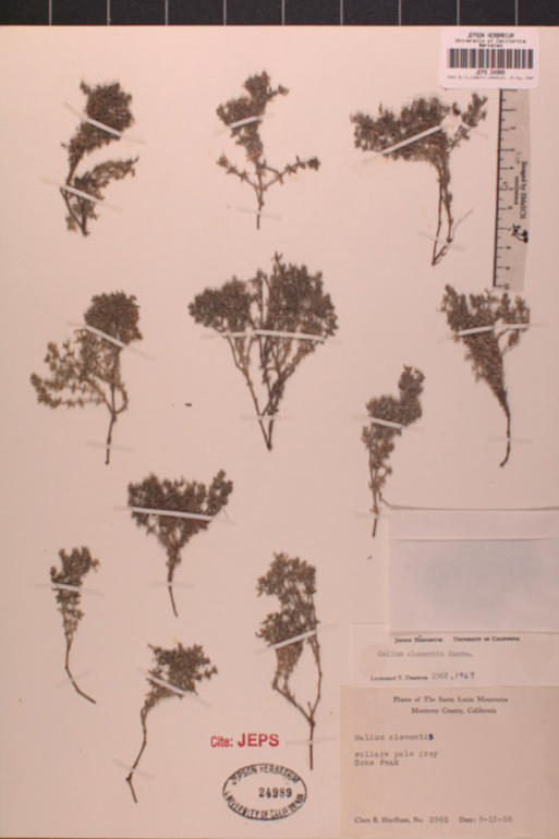 Galium clementis