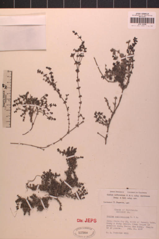 Galium californicum ssp. maritimum
