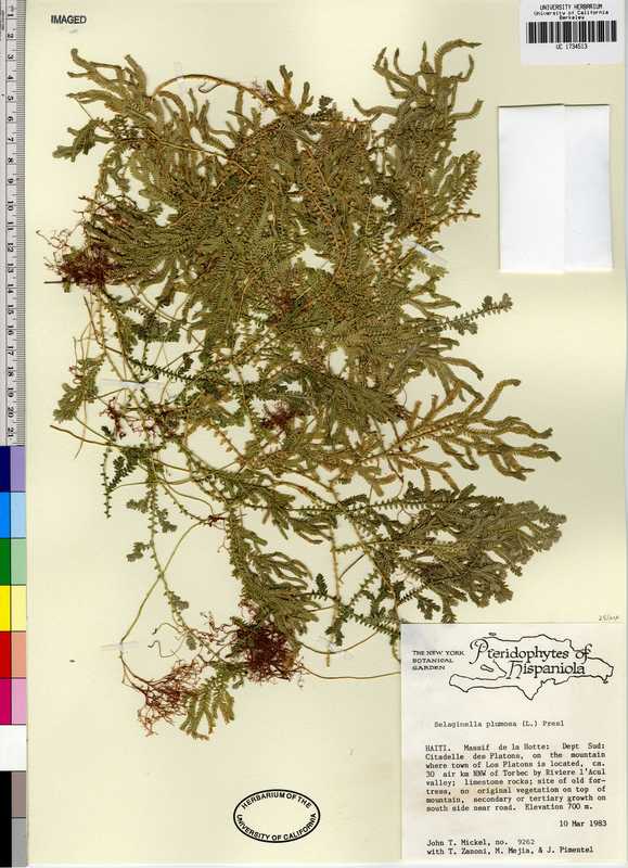 Selaginella biformis Selaginella biformis