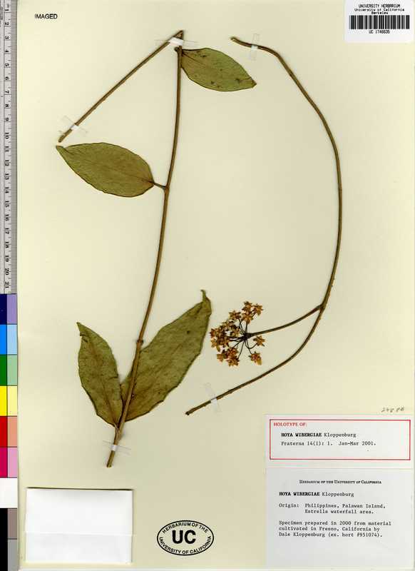 Hoya wibergiae