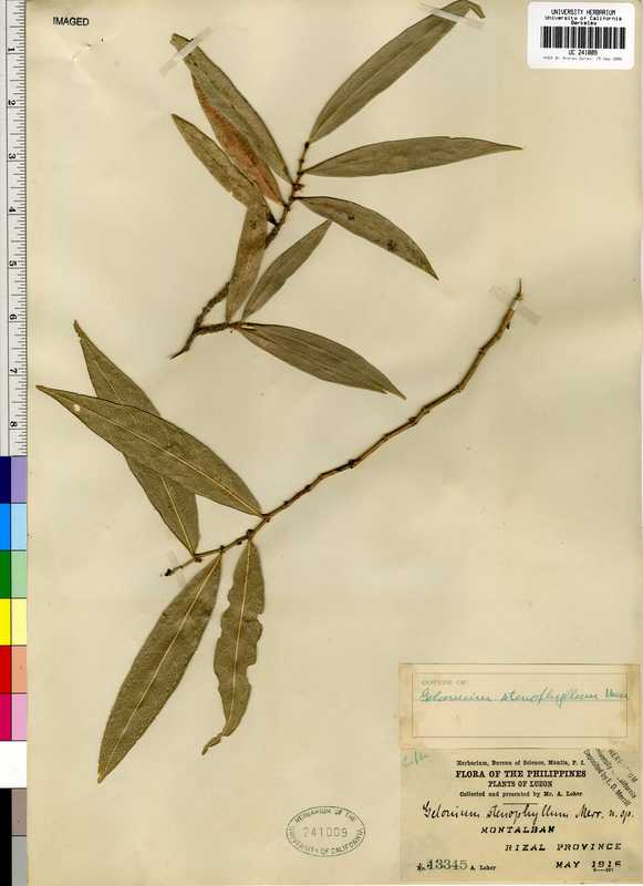 Gelonium stenophyllum