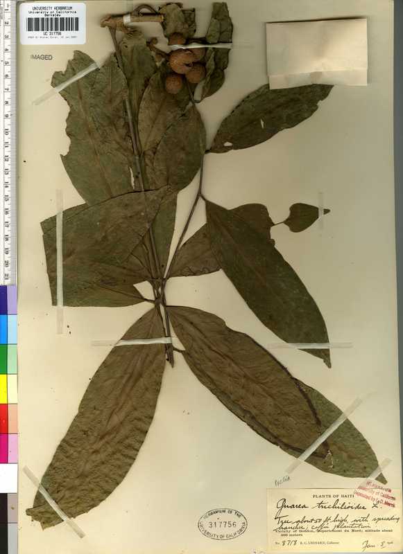 Guarea trichilioides Guarea trichilioides