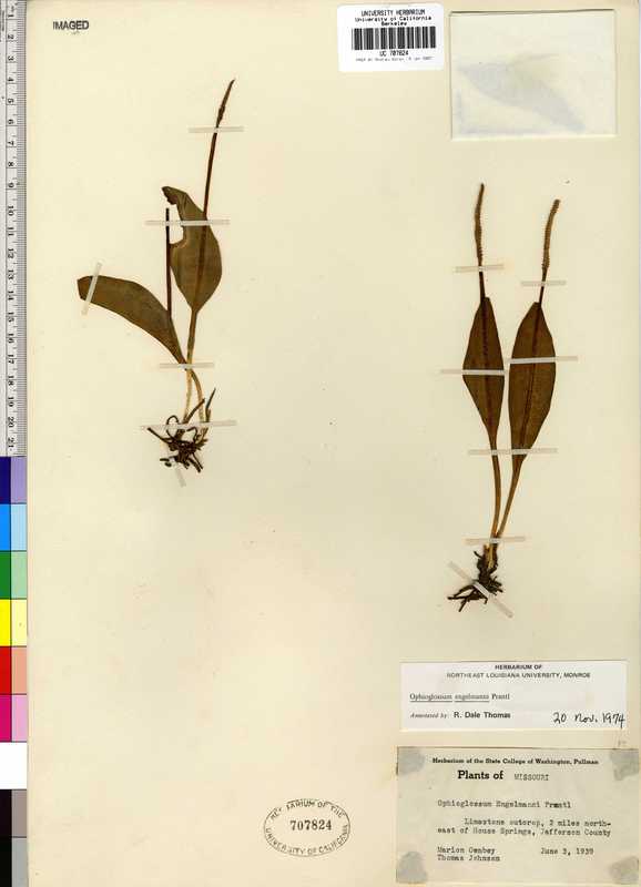 Ophioglossum engelmannii