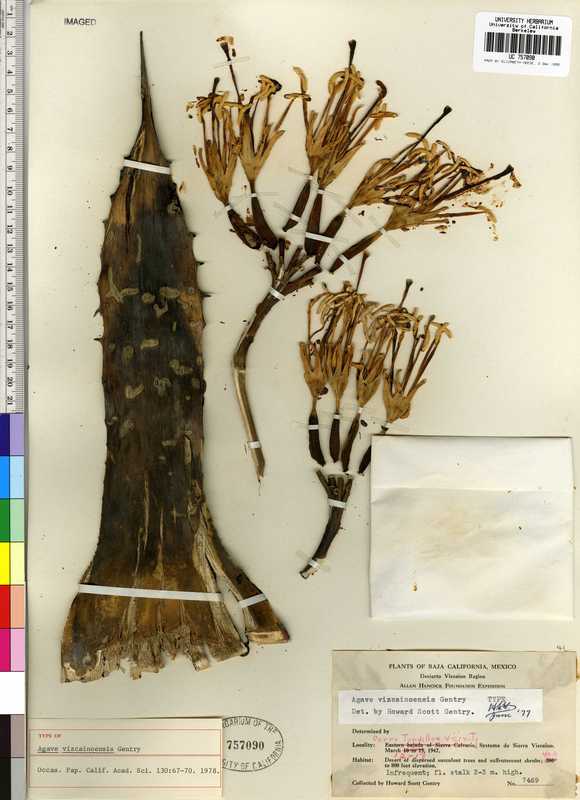 Agave vizcainoensis