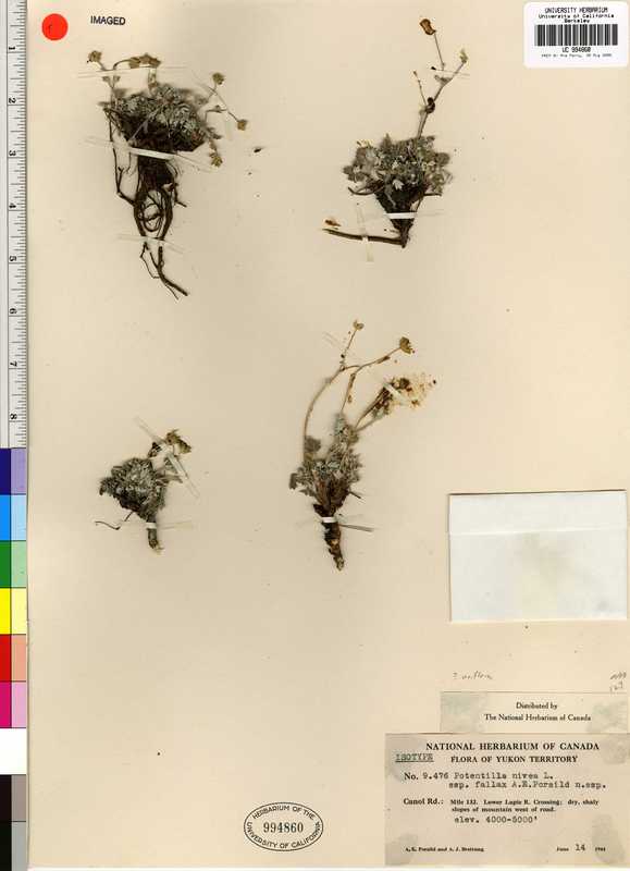 Potentilla nivea ssp. fallax