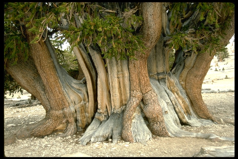 Pinus longaeva