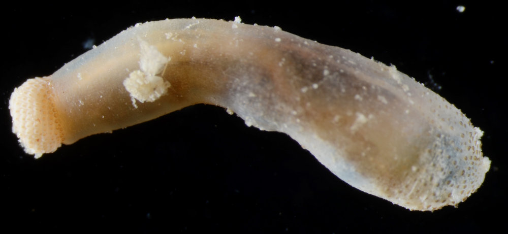 Cloeosiphon aspergillus