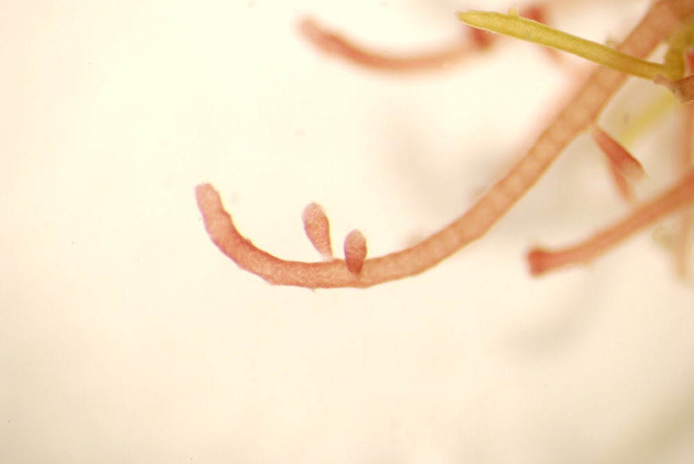 Chondria simpliciuscula