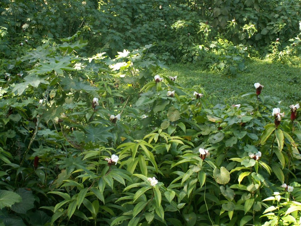 Cheilocostus speciosus