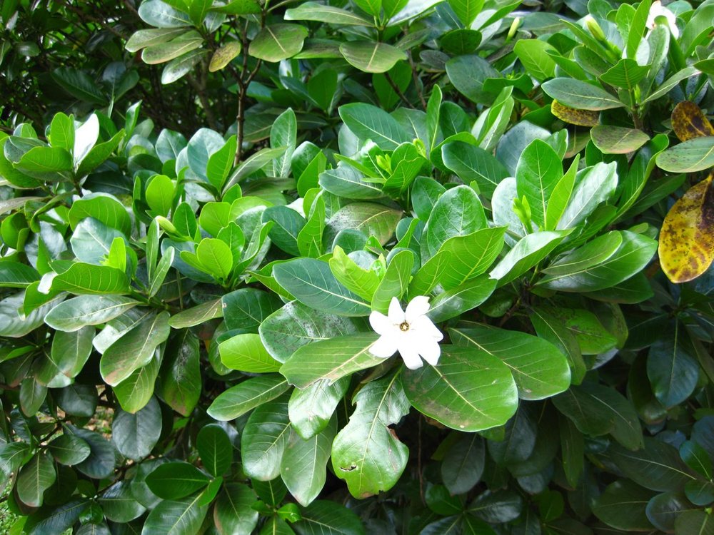 Gardenia taitensis
