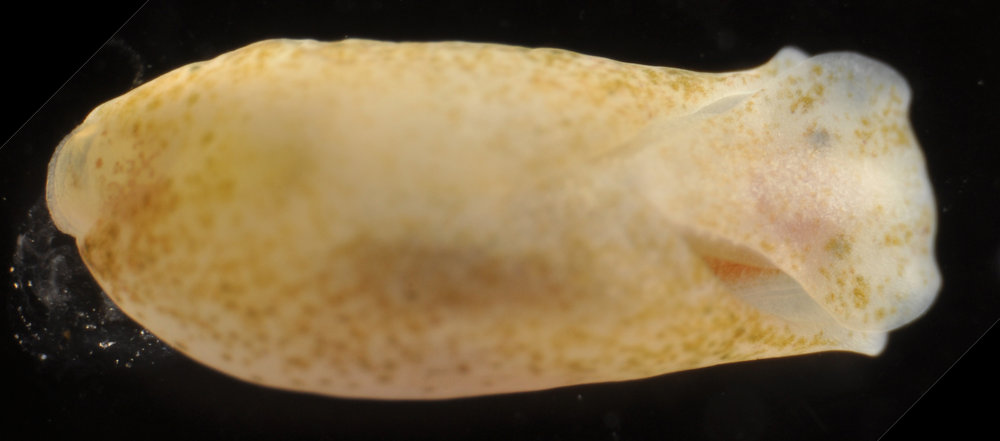 Phanerophthalmus cylindricus