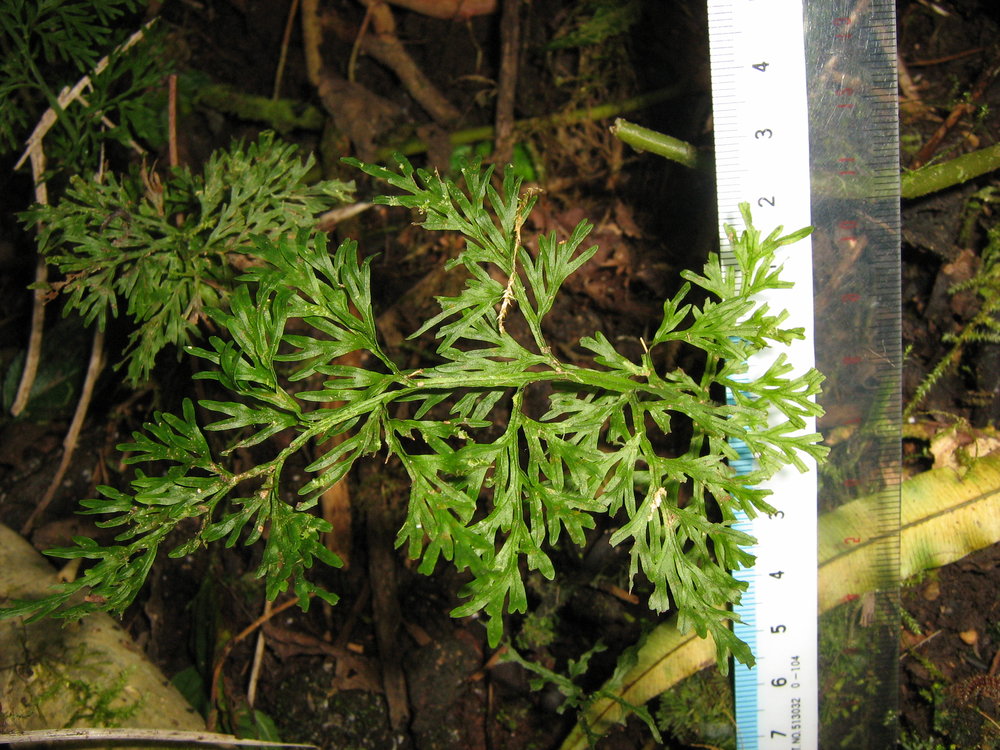 Vandenboschia maxima