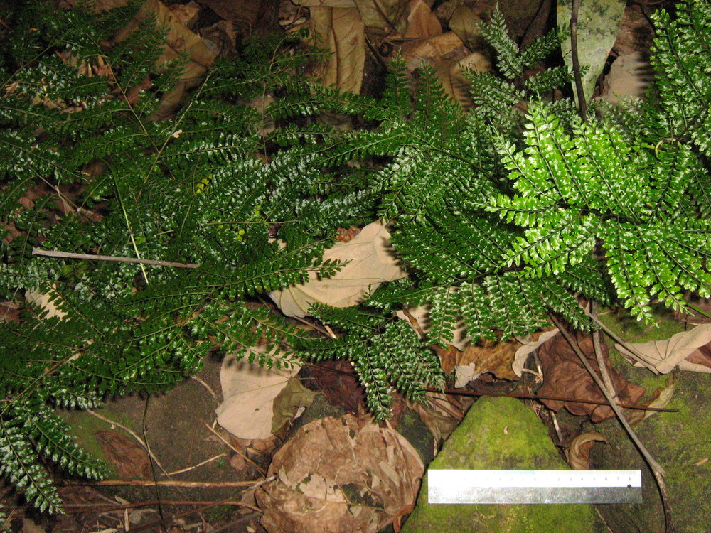 Teratophyllum wilkesianum