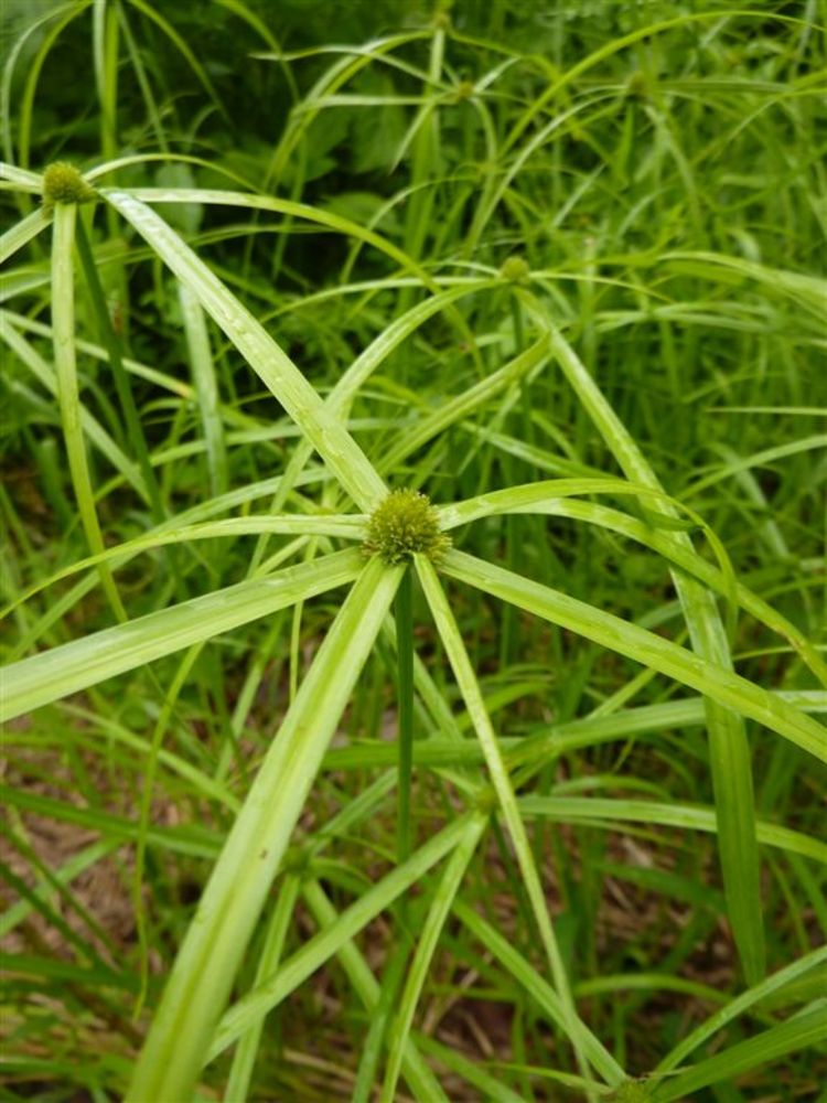 Cyperus aromaticus image