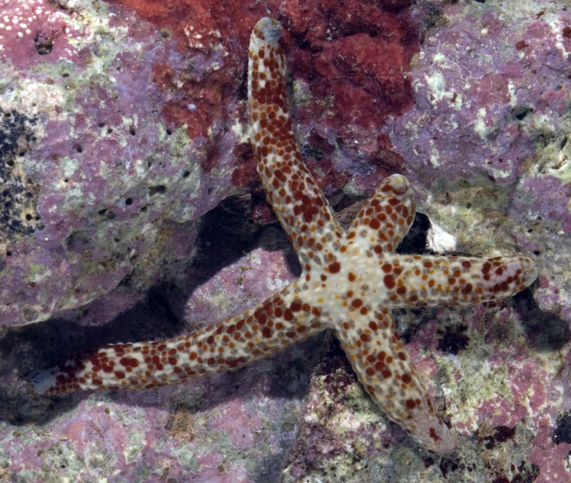 linckia-multifora-pink-sea-star-ophidiaster-multiforis