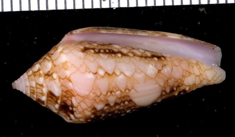 Conus legatus