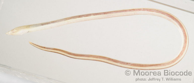 Callechelys catostoma