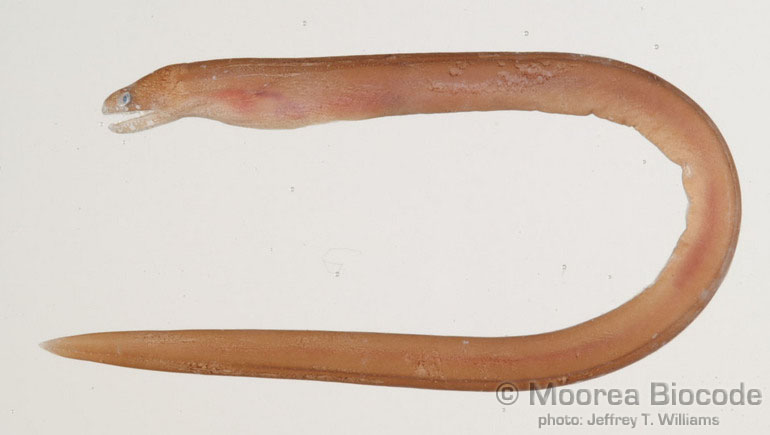 Gymnothorax australicola