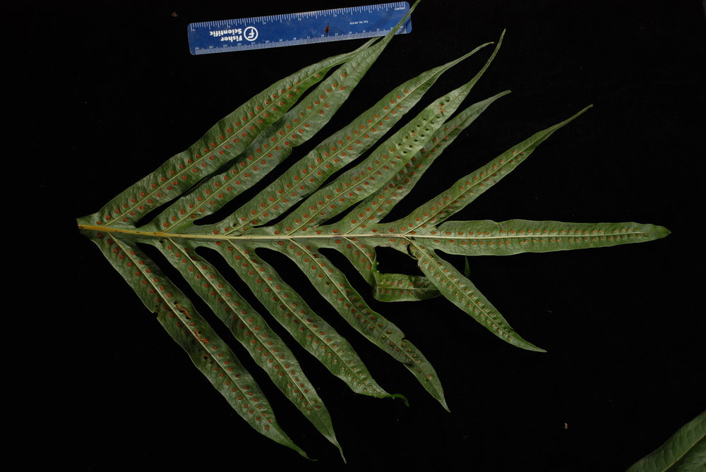 Microsorum membranifolium