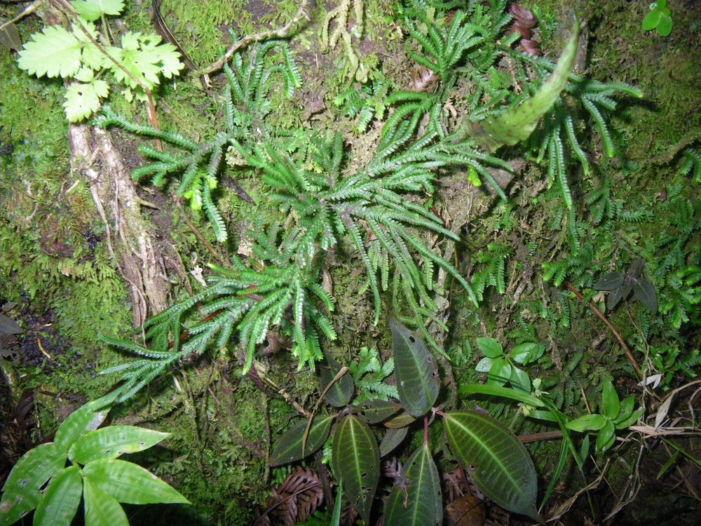 Selaginella banksii