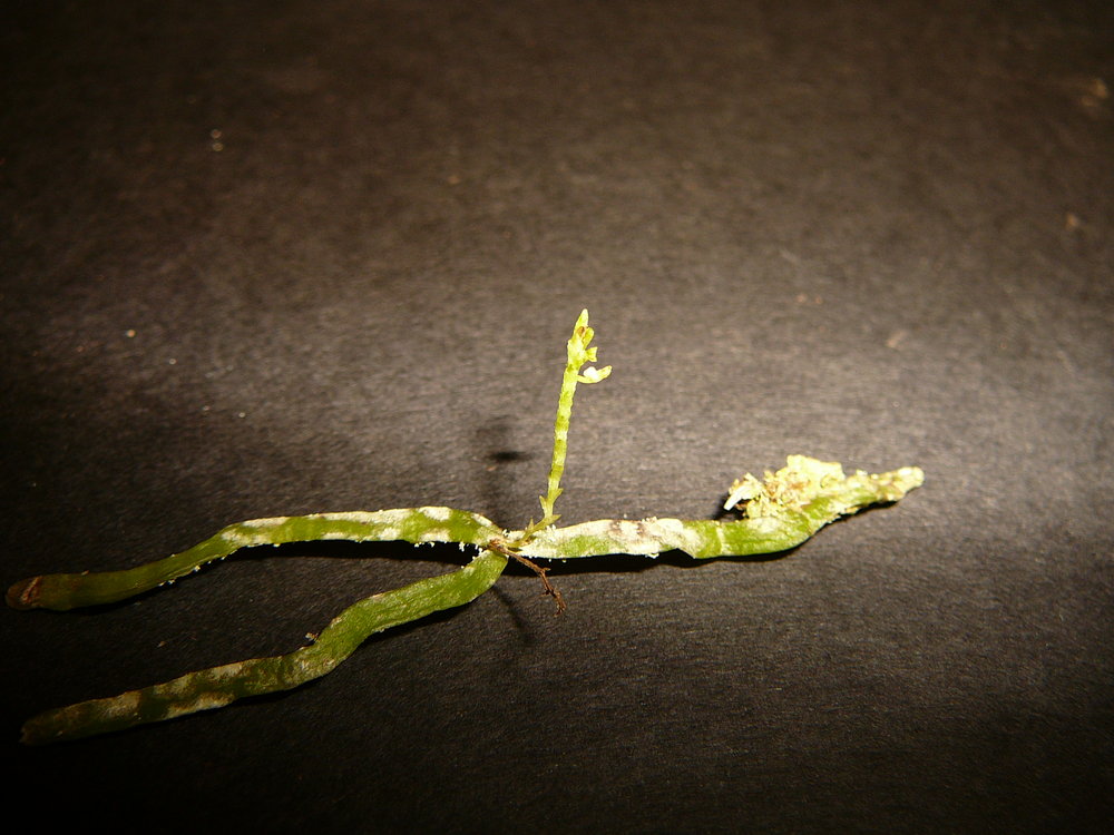 Taeniophyllum elegantissimum