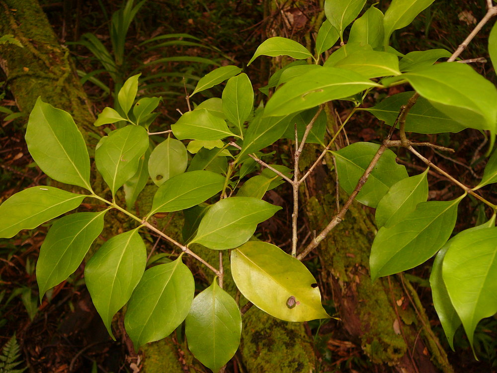 Cyclophyllum barbatum