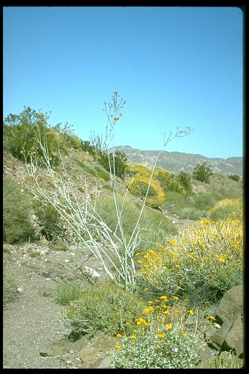Asclepias albicans Asclepias albicans