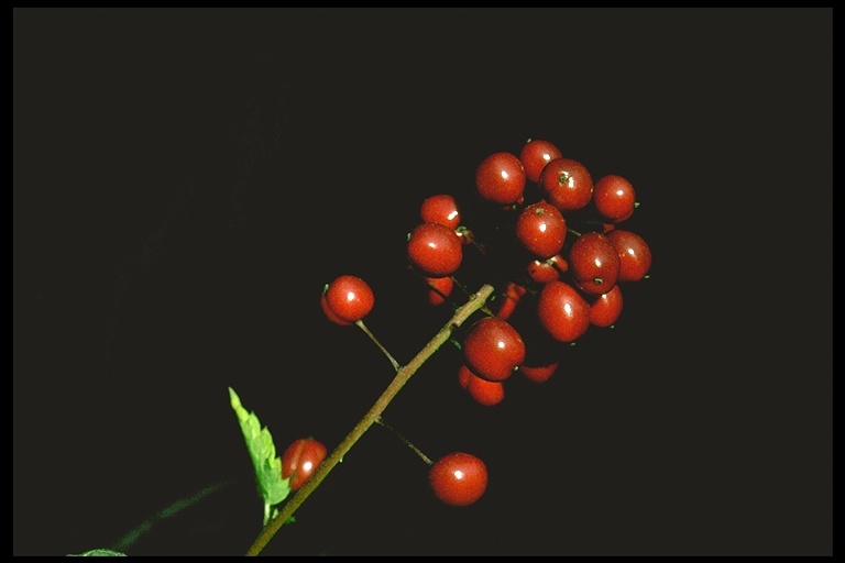 Actaea rubra ssp. rubra