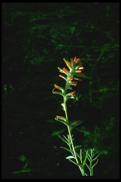 Castilleja applegatei ssp. martinii