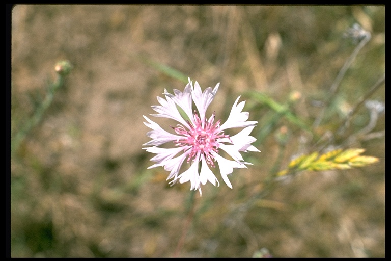 Centaurea cyanus var. alba