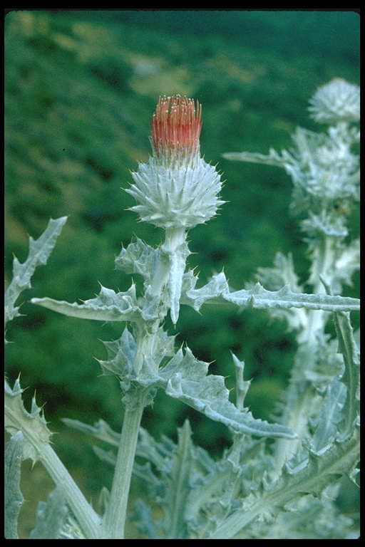 Cirsium pastoris