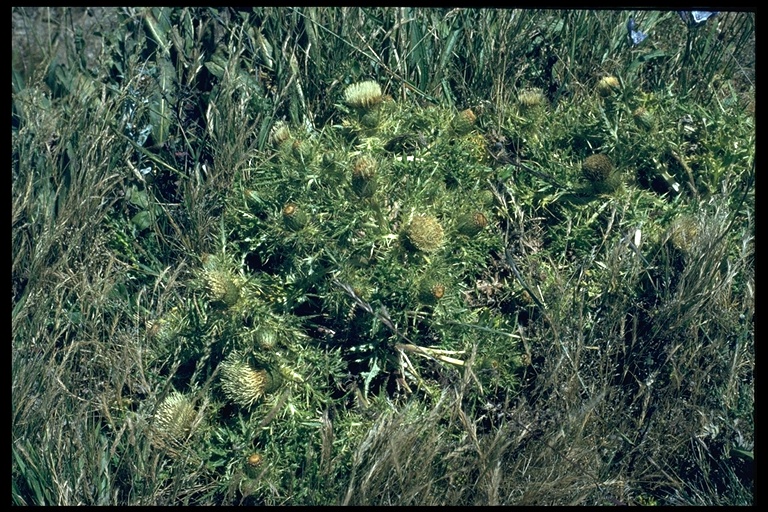 Cirsium quercetorum