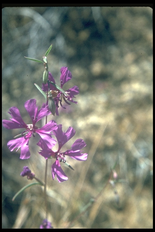 Clarkia xantiana