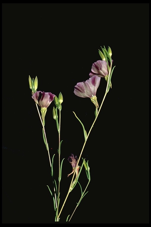 Clarkia purpurea ssp. viminea