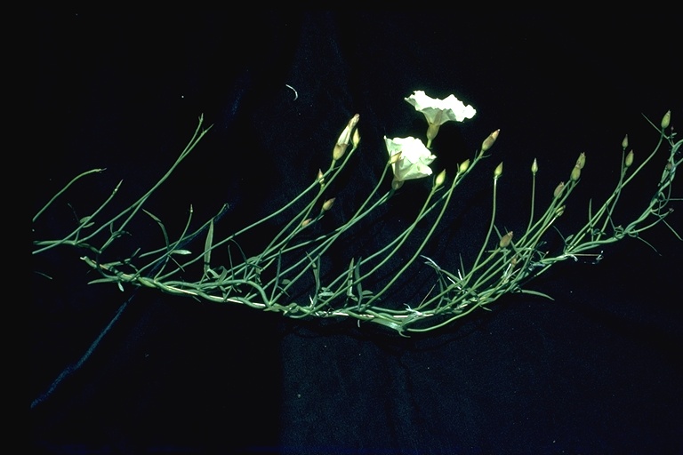Calystegia longipes