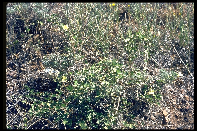 Calystegia atriplicifolia