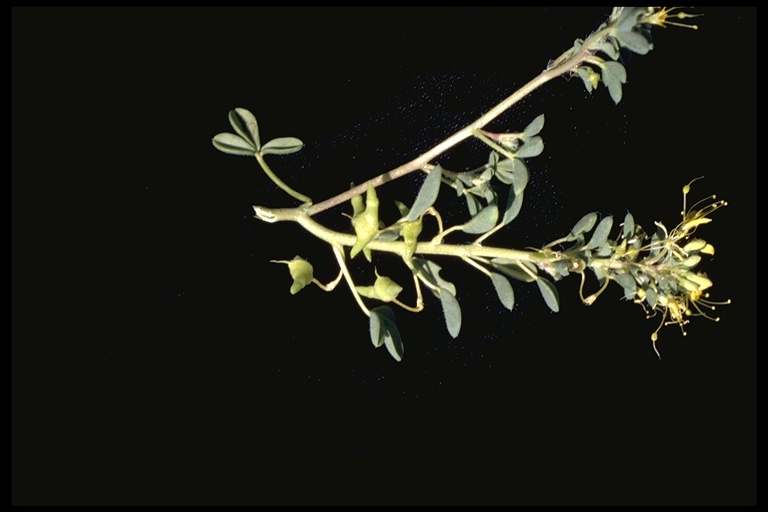 Cleomella obtusifolia