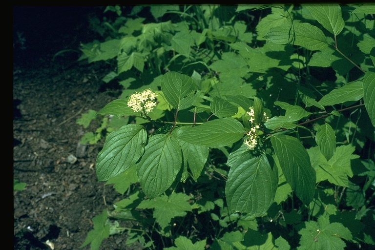 Cornus sericea