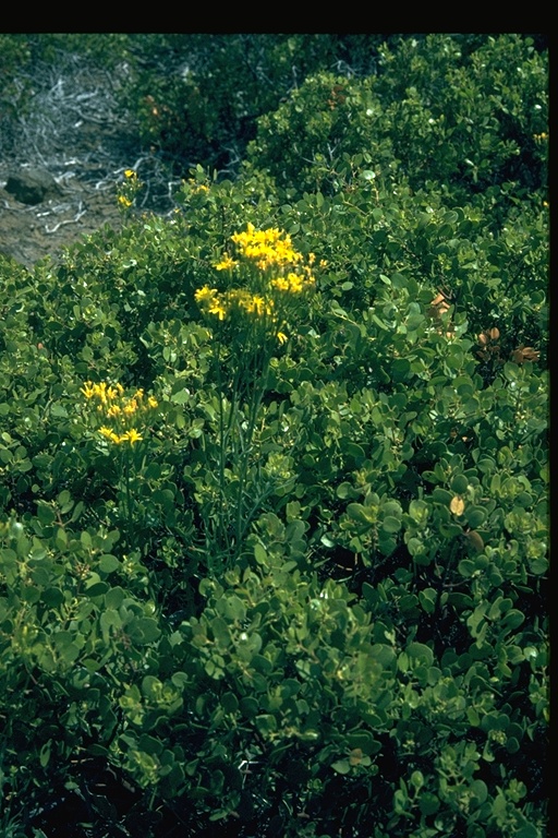 Crepis intermedia