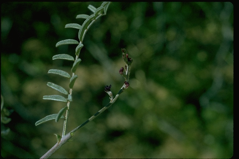 Astragalus insularis var. harwoodii