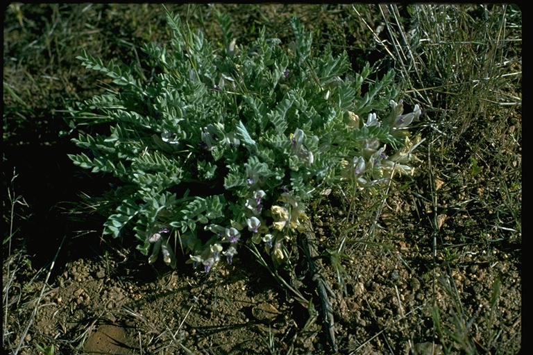 Astragalus purshii