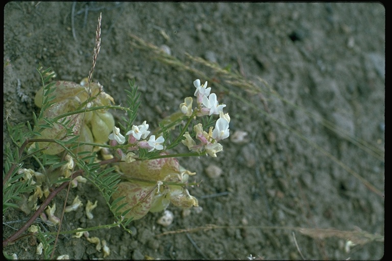 Astragalus whitneyi var. confusus