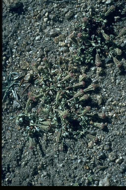 Chaenactis alpigena
