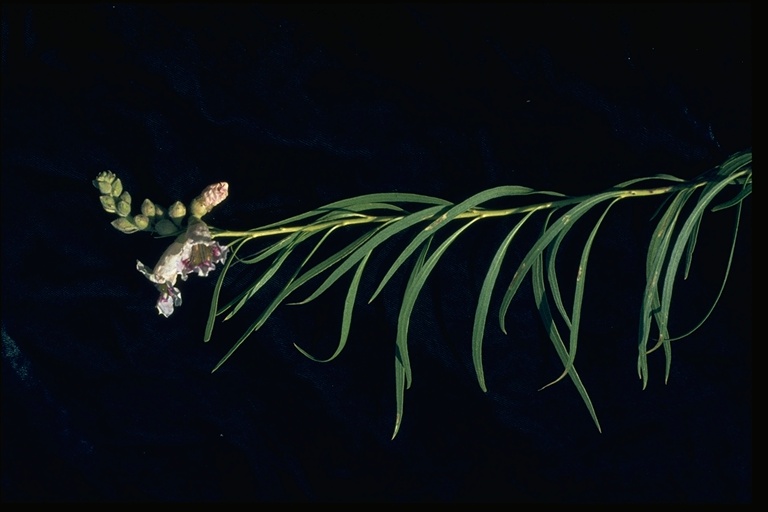 Chilopsis linearis ssp. arcuata