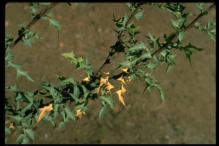 Berberis haematocarpa