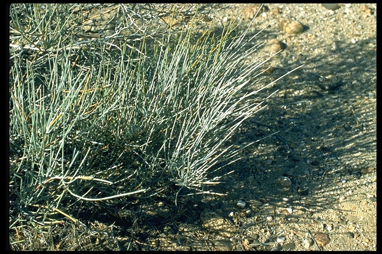 Ephedra nevadensis Ephedra nevadensis