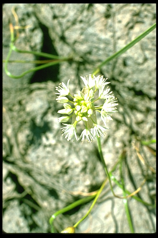 Allium lemmonii