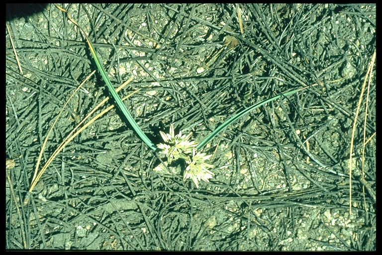 Allium membranaceum