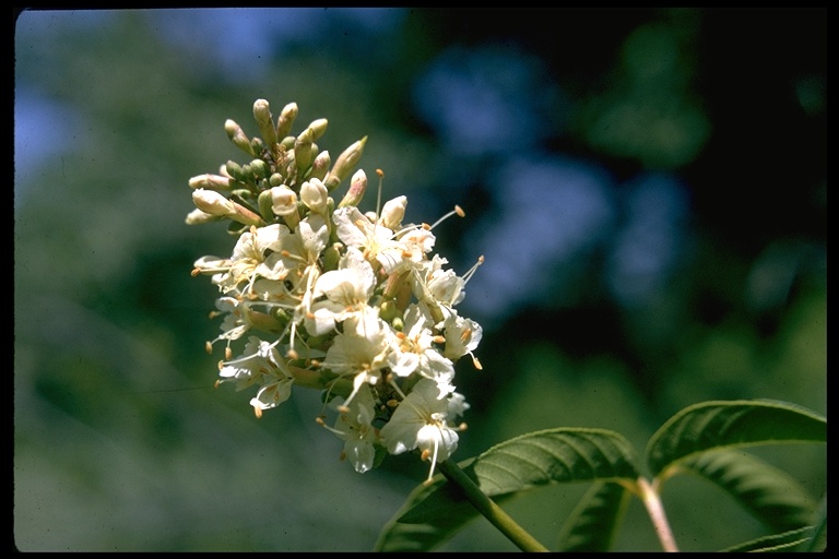 Aesculus californica Aesculus californica
