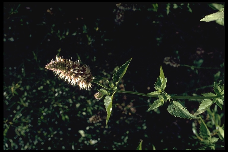 Agastache urticifolia